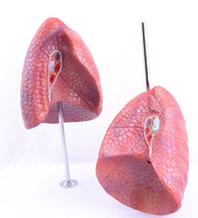 Modelo Anatomico de Pulmon