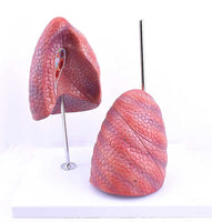 Modelo Anatomico de Pulmon