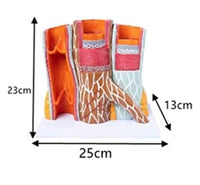 Modelo De Anatomia De Arterias Venas