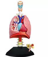 4D Modelo Anatomia sistema respiratorio Pulmonar Pulmon corazon y diafragma