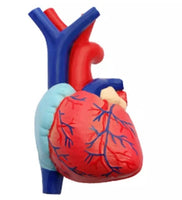 4D Modelo Anatomia sistema respiratorio Pulmonar Pulmon corazon y diafragma