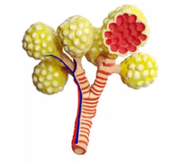 4D Modelo Anatomia sistema respiratorio Pulmonar Pulmon corazon y diafragma