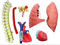 4D Modelo Anatomia sistema respiratorio Pulmonar Pulmon corazon y diafragma