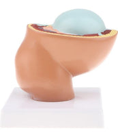 Modelo Anatomico Del Embarazo - Noveno Mes