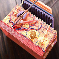 4D Modelo Estructura de Piel Humana con cabello pelo