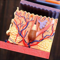 4D Modelo Estructura de Piel Humana con cabello pelo