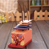 4D Modelo Estructura de Piel Humana con cabello pelo