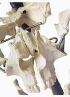 Modelo craneo desarticulado