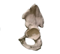 Anatomia de huesos femur tibia perone hueso