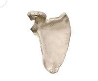 Anatomia de huesos femur tibia perone hueso