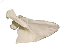 Anatomia de huesos femur tibia perone hueso