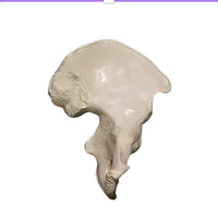 Anatomia de huesos femur tibia perone hueso