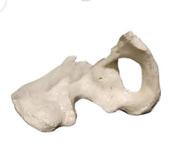 Anatomia de huesos femur tibia perone hueso