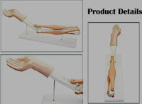 Modelo de articulacion del Codo brazo muscular articulaciones