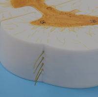 Modelo Medula Nervio Cordon Espinal