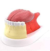 Modelo anatomico de lengua desmontable con musculo dental