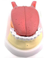 Modelo anatomico de lengua desmontable con musculo dental