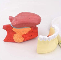 Modelo anatomico de lengua desmontable con musculo dental