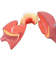 Modelo anatomico de lengua desmontable con musculo dental