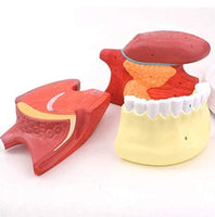 Modelo anatomico de lengua desmontable con musculo dental