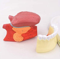 Modelo anatomico de lengua desmontable con musculo dental
