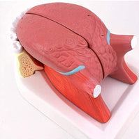 Modelo anatomico de lengua desmontable con musculo dental