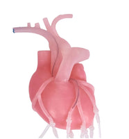 Simulador cirugia Bypass corazon