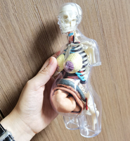 Modelo anatómico embarazo 4D - Torso transparente 20 CM