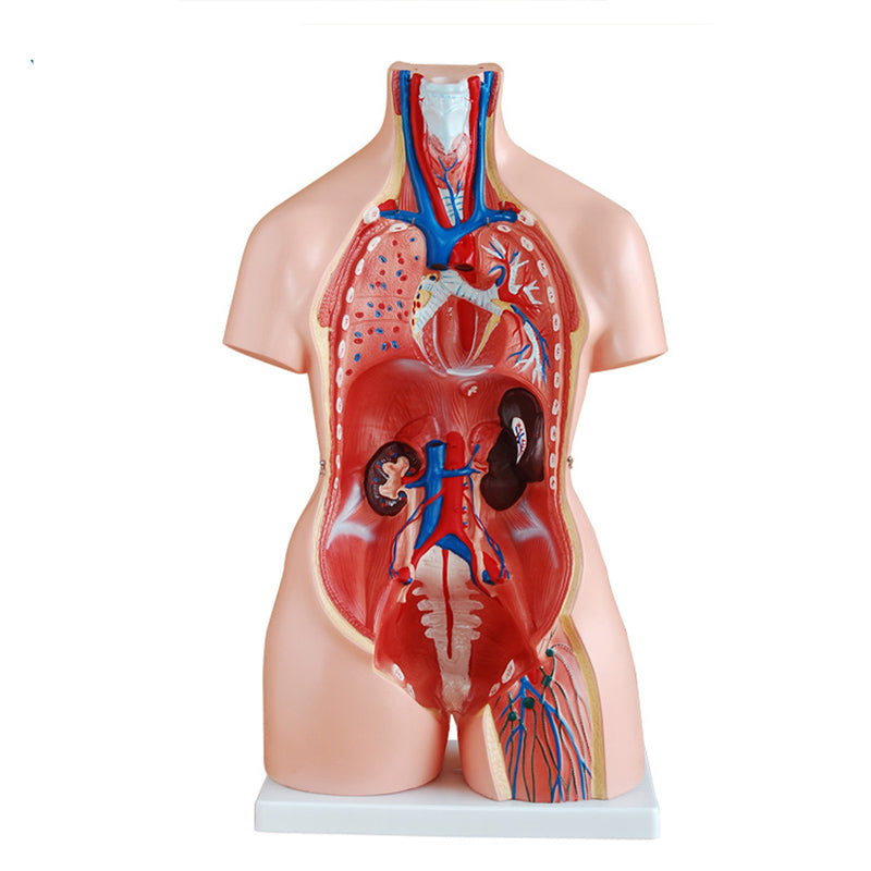 Modelo de esqueleto humano, modelo de cuerpo humano, simulación  desmontable, modelo de torso humano unisex con cabeza de corazón, cerebro,  esqueleto
