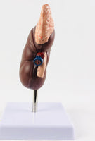 Modelo de glándula suprarrenal, sistema urinario, riñón humano, modelo anatómico