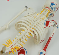 Modelo esqueleto muscular humano de 85cm