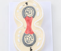 Modelo cromosoma división mitosis celular