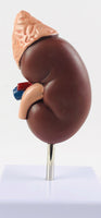 Modelo de glándula suprarrenal, sistema urinario, riñón humano, modelo anatómico