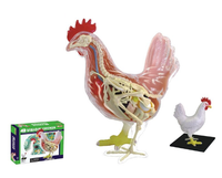 Anatomia 4D de gallina gallo aves avicola