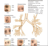 Simulador laparoscopia de Broncoscopia endoscopia bronquial bronquios