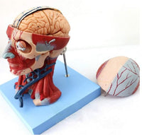 Modelo Anatómico muscular de cabeza y cuello musculos faciales (10 partes) rostro cara