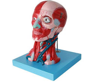 Modelo Anatómico muscular de cabeza y cuello musculos faciales (10 partes) rostro cara