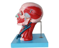 Modelo Anatómico muscular de cabeza y cuello musculos faciales (10 partes) rostro cara