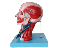 Modelo Anatómico muscular de cabeza y cuello musculos faciales (10 partes) rostro cara