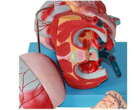 Modelo Anatómico muscular de cabeza y cuello musculos faciales (10 partes) rostro cara