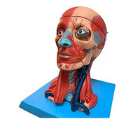 Modelo Anatómico muscular de cabeza y cuello musculos faciales (10 partes) rostro cara