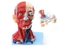 Modelo Anatómico muscular de cabeza y cuello musculos faciales (10 partes) rostro cara