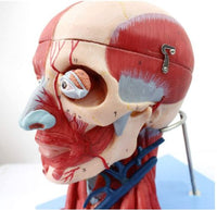 Modelo Anatómico muscular de cabeza y cuello musculos faciales (10 partes) rostro cara