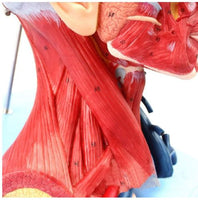 Modelo Anatómico muscular de cabeza y cuello musculos faciales (10 partes) rostro cara