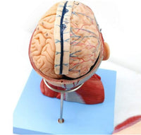 Modelo Anatómico muscular de cabeza y cuello musculos faciales (10 partes) rostro cara