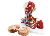 Modelo Anatómico Facial cabeza y cuello / cerebro Y vasos sanguíneos