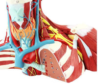 Modelo Anatómico Facial cabeza y cuello / cerebro Y vasos sanguíneos