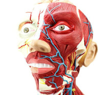 Modelo Anatómico Facial cabeza y cuello / cerebro Y vasos sanguíneos