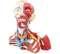 Modelo Anatómico Facial cabeza y cuello / cerebro Y vasos sanguíneos