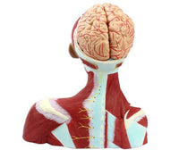 Modelo Anatómico Facial cabeza y cuello / cerebro Y vasos sanguíneos